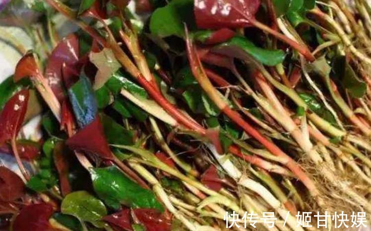 养生|农村独有的治病野菜,养生保健俩不误,城里人苦寻不得的养生菜