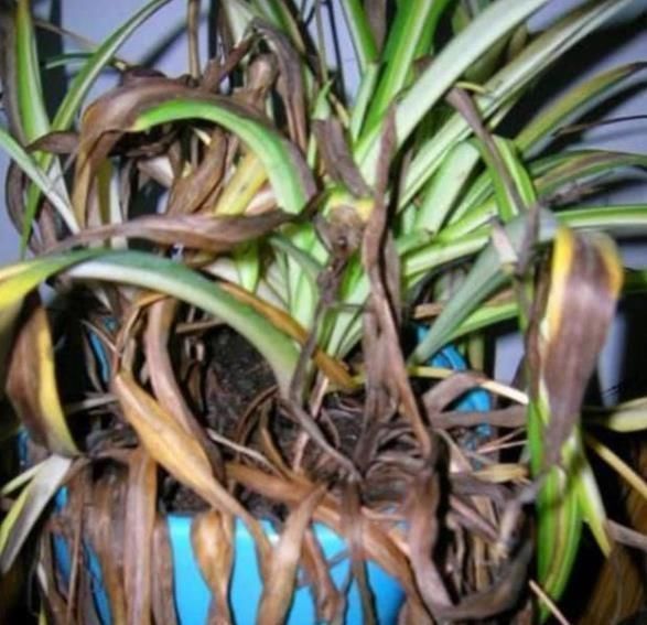 家中这“4个地方”,万万别“养花”,不然黄叶还烂根,赶紧搬走