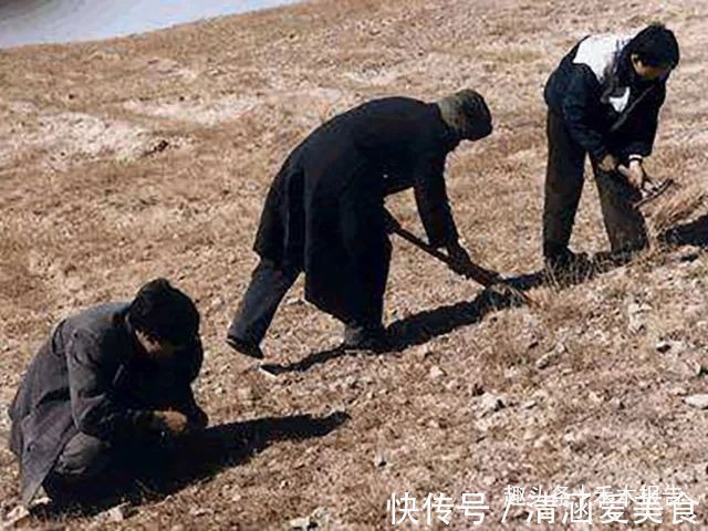 野菜|曾是我国古代贡品,却因采挖2两要糟蹋10亩地,如今成“禁菜”