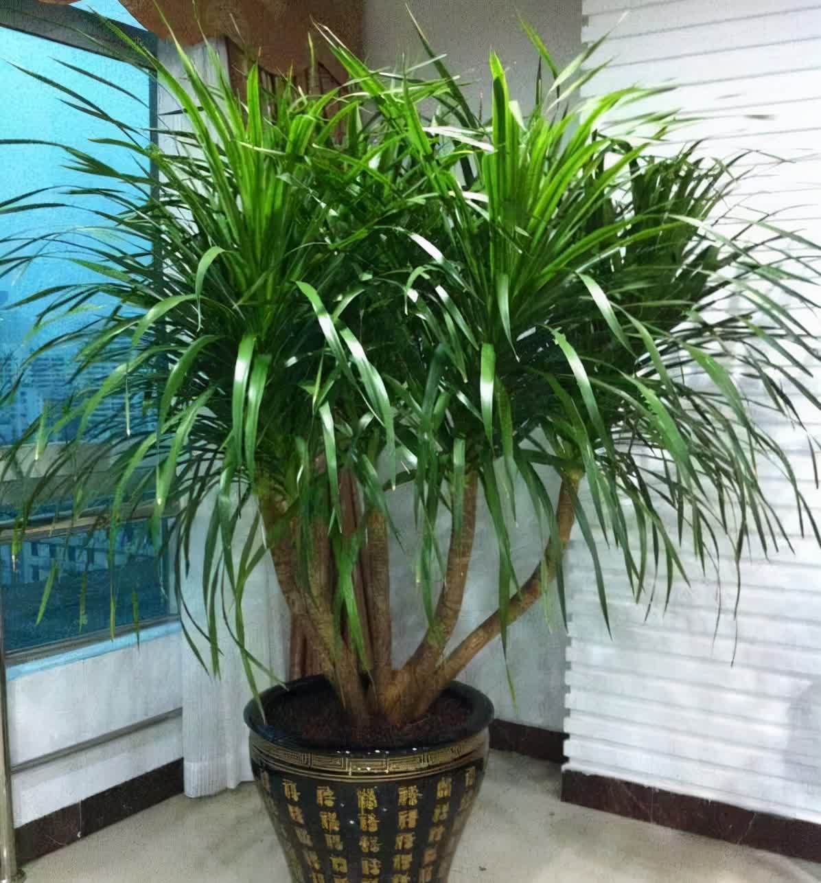 20种吉利大盆栽,客厅放一盆,吸收废气去异味,寓意好更养人