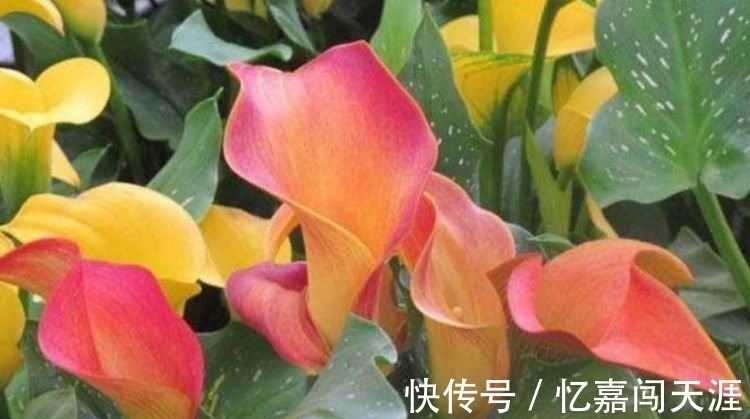 修剪|4种花漂亮又好养,四季花开不断,半月浇水一次,花开压弯枝头