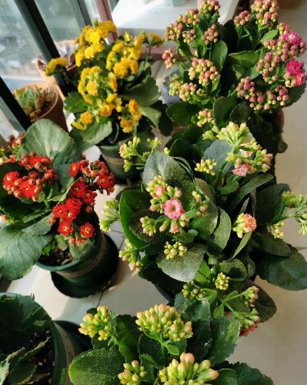 长寿花这样养，一盆变多盆，放在阳台挤爆盆