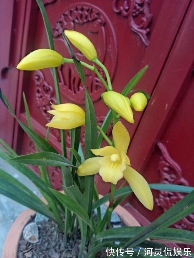 漂亮|适合新手养的兰花，价格便宜，漂亮又芳香，开花勤快，还非常好养