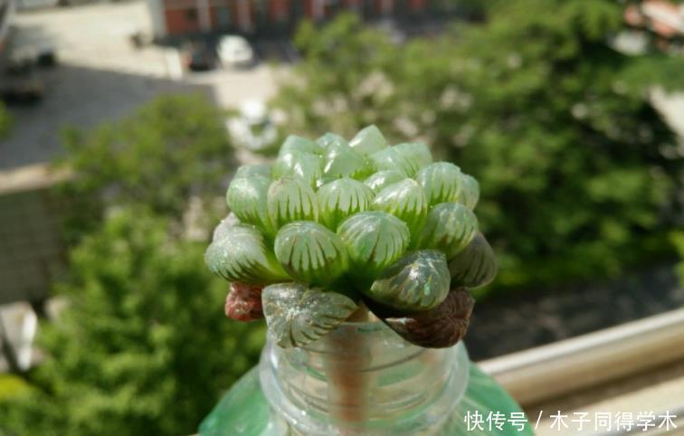 水培|天热多肉难活?聪明人一到夏季就扔水里,养1个月胖得不成样