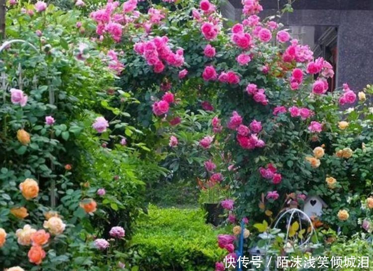 养花就养这几款,全年开花不停,花大服盆快,沾点水就疯长