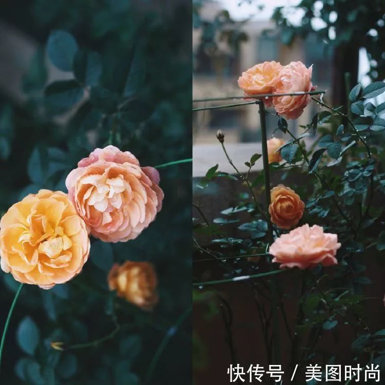 130㎡大露台,花1年改造成“花草蔬果园”,体验屋顶上的田园生活