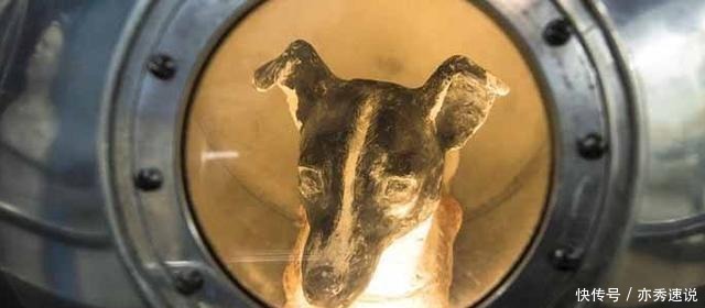 生物 人类航天的第一功臣是条狗狗, 它叫莱卡! 现在仍漂流的太空!