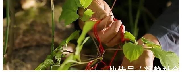 是真的吗|传言千年人参会“跑”,这是真的吗?为啥挖人参要绑“红绳子”?
