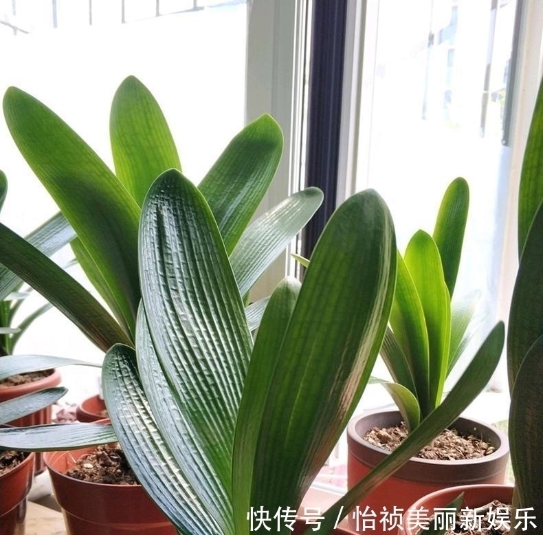 君子兰不长新叶多是这些因素导致这样养,让君子兰快速生长
