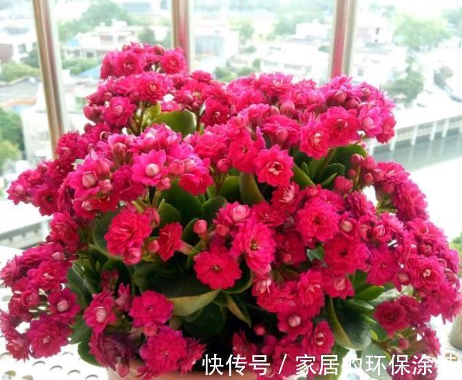 肥厚|秋天降温后,养6种花要管住手,少浇水才能出状态,水多爱烂根