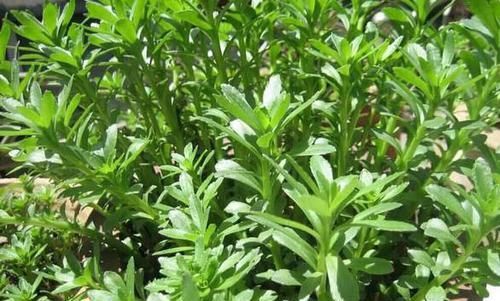 千金换野菜到底亏不亏?聪明人才知道,关键时刻起到重要作用