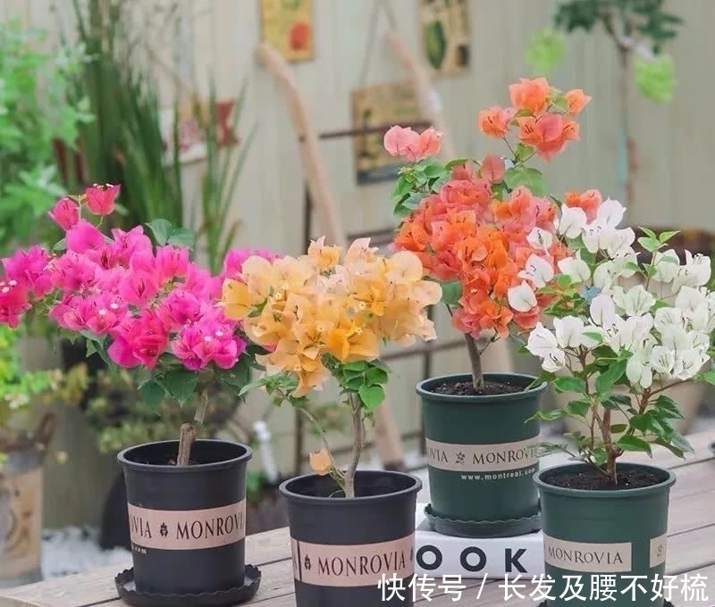 株形|六月养这四种花正合适,不怕热、不怕晒,越热越开花,繁花满枝,漂亮极了