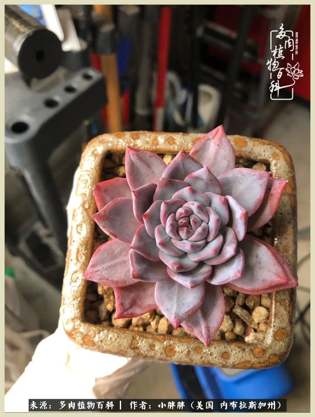 百科|这多肉对比图太上头了!小白鄙视链奋斗记之咸菜干也有春天!