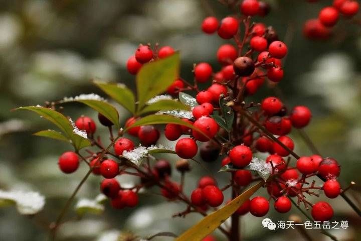 百脉泉|雪泉共舞，百脉氤氲：泉城第一场雪，百脉泉飞花穿庭，盛雪芳华