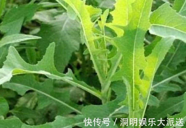 清热解毒|农村田间不起眼的野菜，能利尿消肿、清热解毒，效果显著