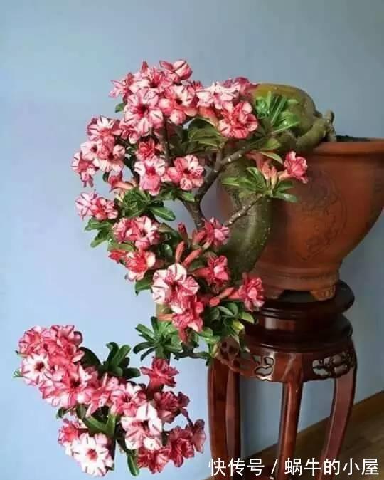 解决办法|沙漠玫瑰一个月忘记浇水,照样能生长开花