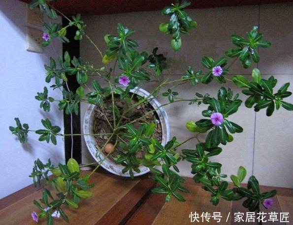 姬小菊|不招虫3种植物,放在家里又美又干净,心情也会变好,赶紧养1盆