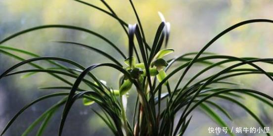 一品红|喜欢养花,此5类盆栽别轻易买回家,买错了后果严重