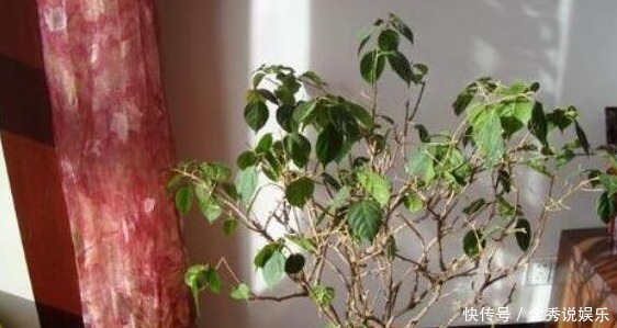 开花期|三角梅只长叶子不开花老花友教你一招,一次能开大半年