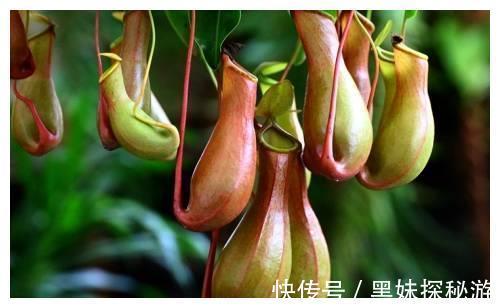 猪笼草|辟谣家养猪笼草可以有效灭蚊,假的小心蚊子越来越多