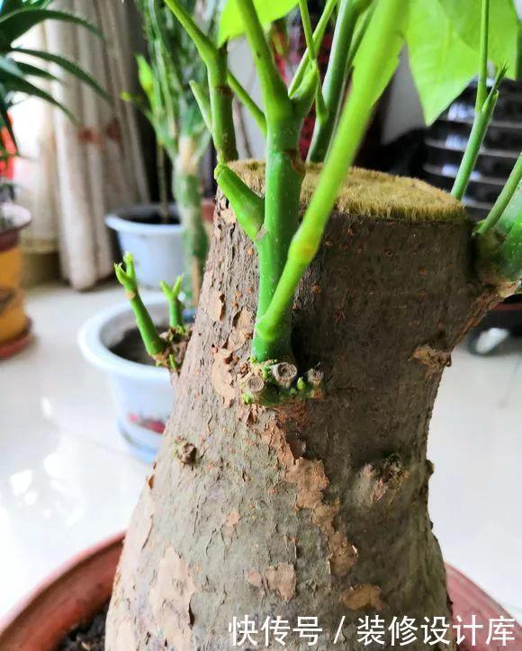 4种花,最容易被扔掉,看到别错过了,捡回家换个盆,省钱啦