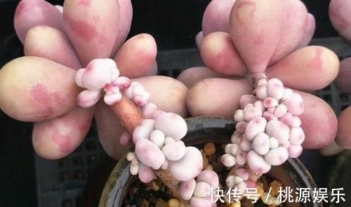 多肉没状态，三动作“虐一虐”，催出缀化感，养成老桩值上万块