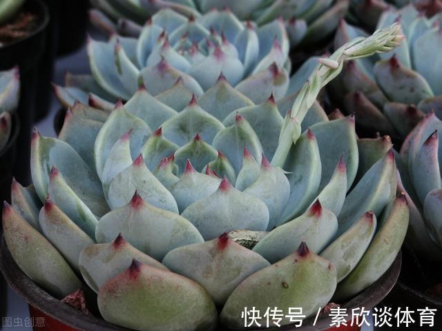 年宵花|如果不是万不得已，这3种花年后再买，省钱又好养