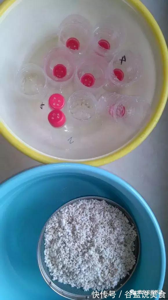 塑料瓶扔了太可惜！用来养绿萝，效率高，成活快，一养一大片！