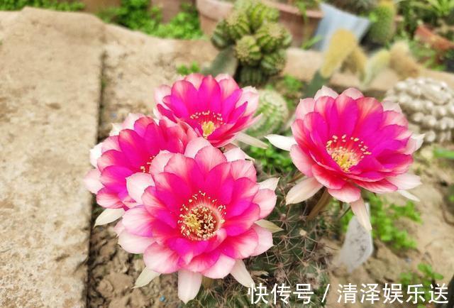 小齐|此花最适合“懒人”,花色品种多,开花特漂亮,只要避开“它”