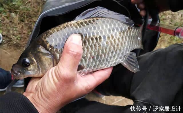 仲春适合野钓大板鲫，介绍几款自制“素饵”，钓大鲫鱼很给力