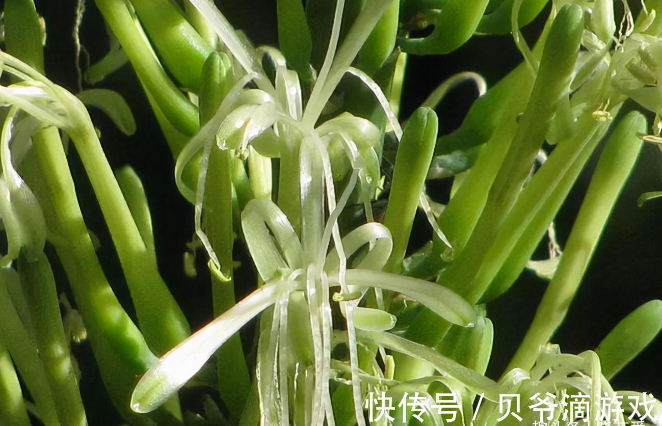 适合客厅养的“6种花”，一个比一个好养，一个比一个好看