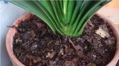 君子兰开花的关键在养根,做好这5点,让你开花不断