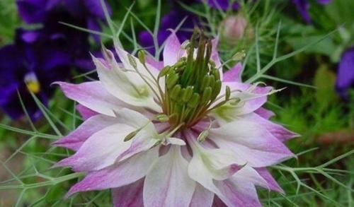 种草|4种花最受欢迎,超级漂亮,开花勤快,室内盆栽也可以