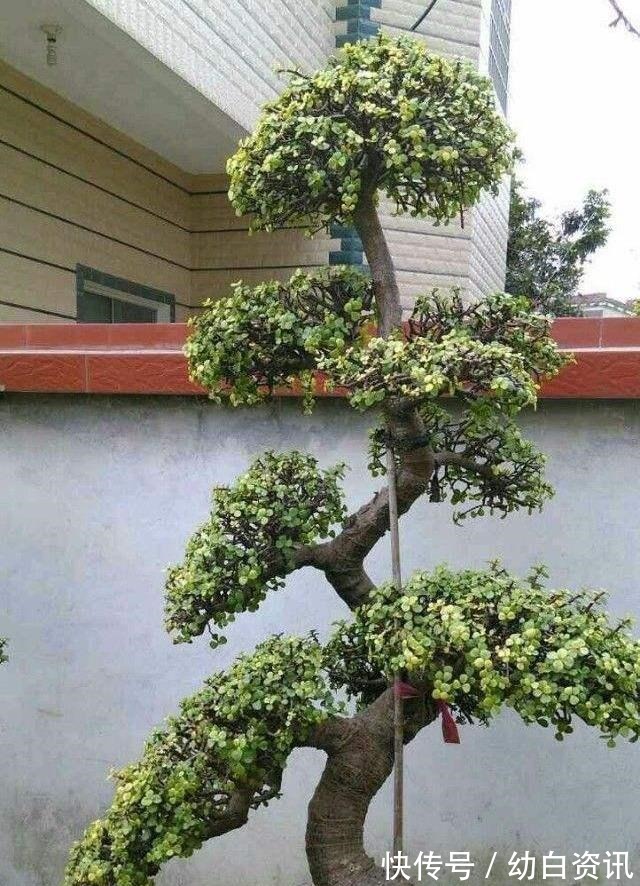 盆栽金枝玉叶，浇点“自制”壮骨水，叶片饱满有光泽，变老桩盆景