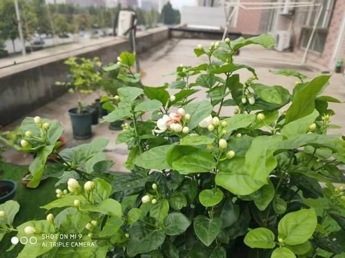 轻松|天下第一香,茉莉老树桩,轻松养成茉莉树,高端典雅大盆景