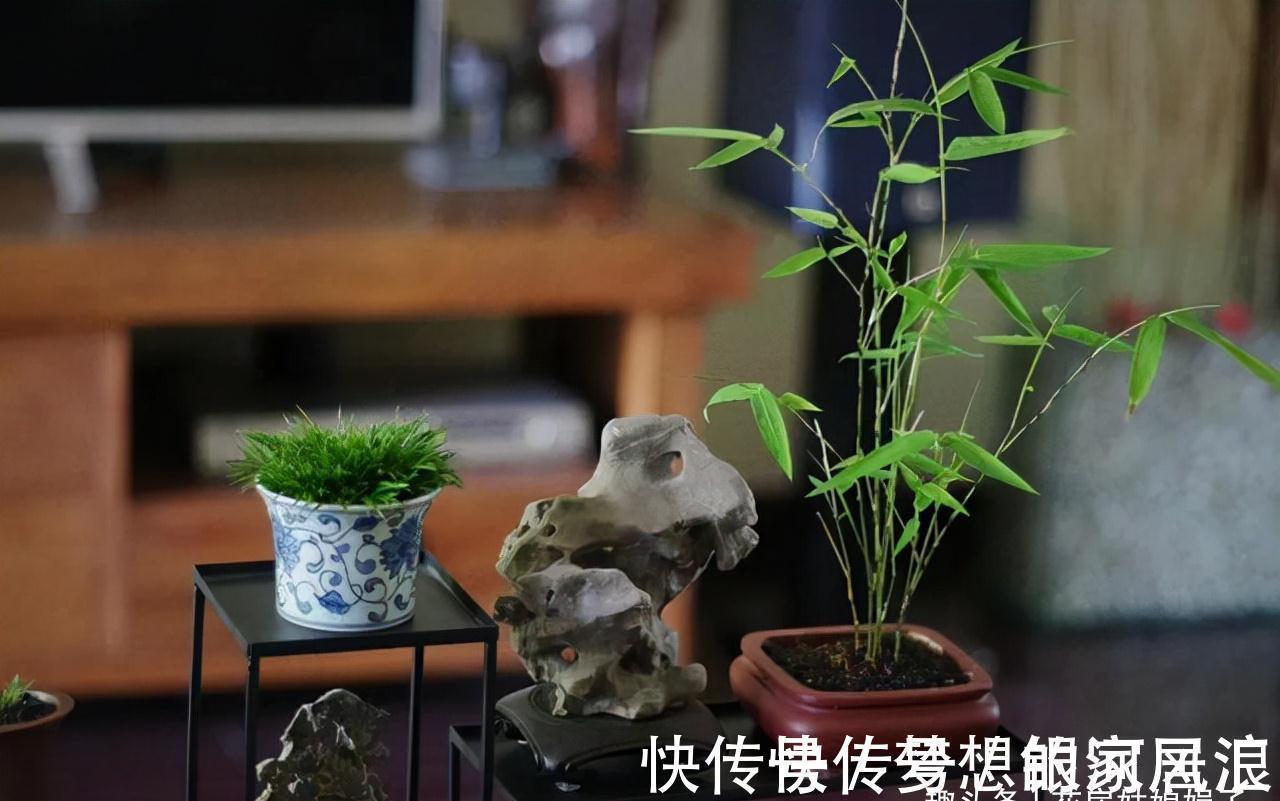 花盆|没有院子也能养好竹子，这几种竹子可以做成盆景养在室内