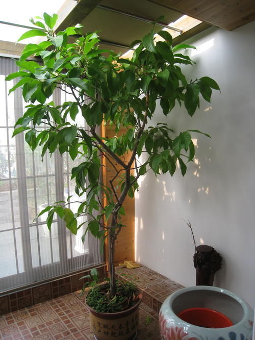 1种“香水”花，比茉莉美、比桂花香，一年开花200天，一盆香满屋