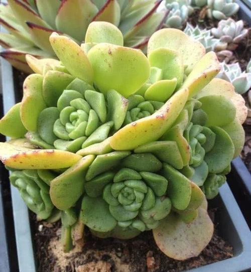 4种多肉植物，再便宜也别买，养一盆死一盆，浪费钱！