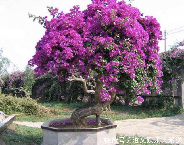 三角梅|张大叔养“三角梅”，采取“3个技巧”，90天长成“花树”，美