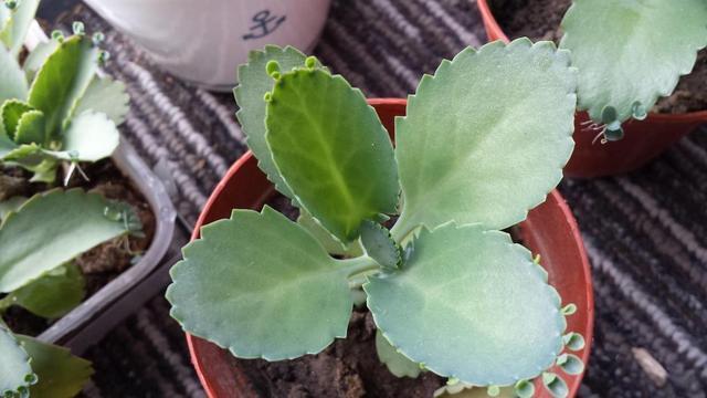 第一次养花选什么就养这2种，放在盆里自己繁殖，太好养了