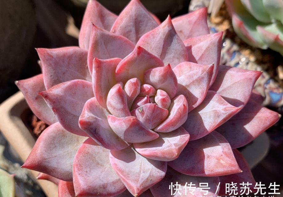 玉吊钟|有些多肉几年没人管都不会死?据我所知有5-6个品种的确如此强横