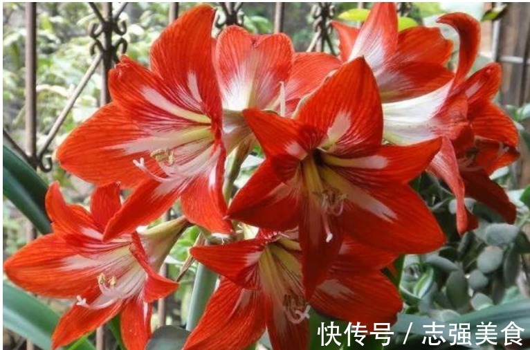 一个种球种土里,1个月就开花,花朵30公分大,美到没朋友!