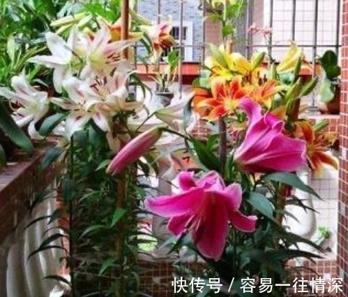 财运|养花就养4种花，好养易活花量大，日子红火财运滚滚，好看极了