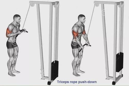 弯杆|最全的肱二三头肌训练图解,漂亮手臂必备!