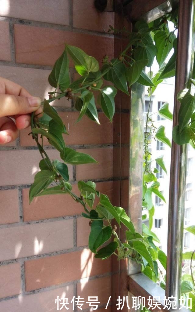 吃剩的山药头别丢,埋到阳台花盆里,观叶又能吃豆