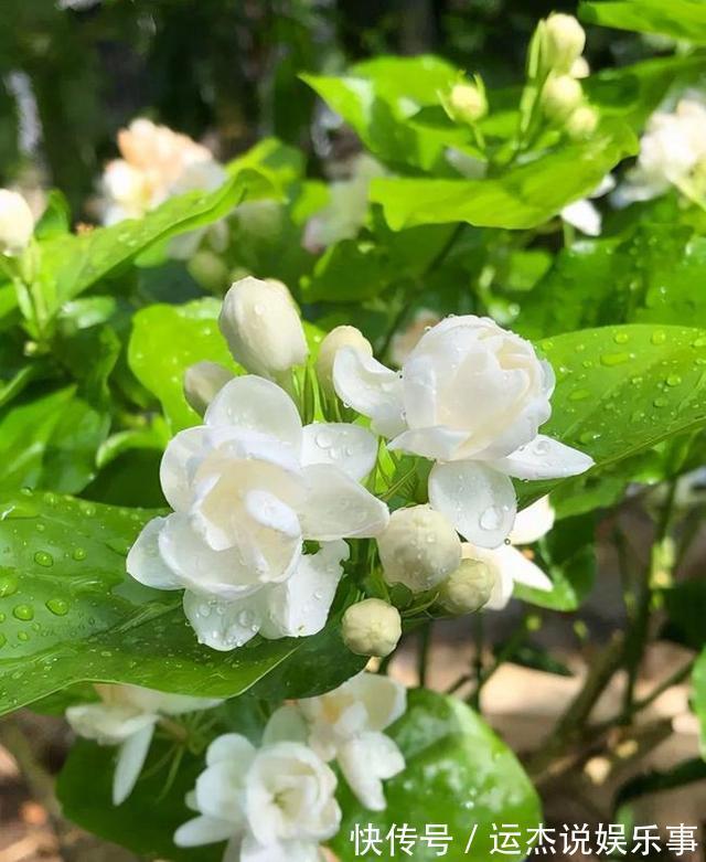 公认的“六种健康花”,建议至少养一盆,好看好吃,有些还喷香