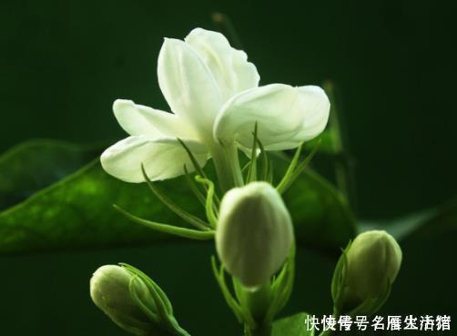 三角梅|家里养这4种绿植,春天一定要“理发”,长得枝繁叶茂,开花不断