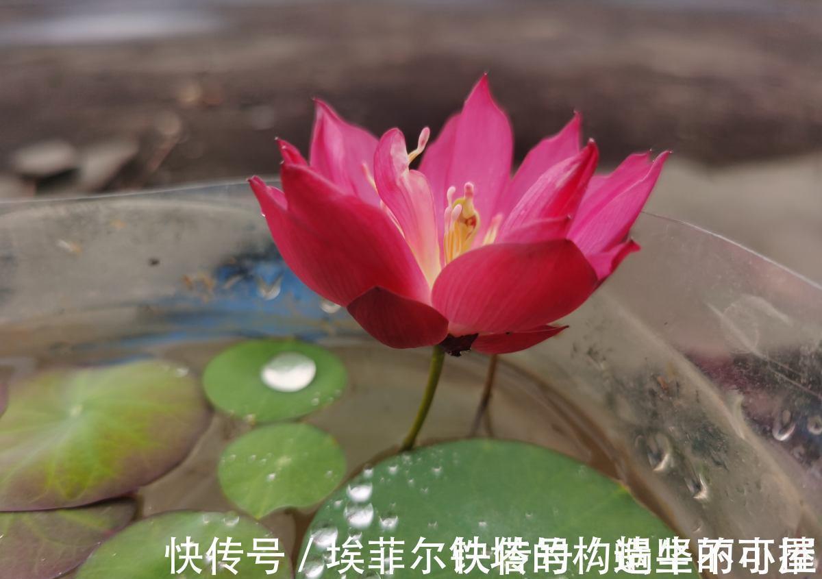 实物|惨！实物美如画，只因名字晦气而不被待见的植物