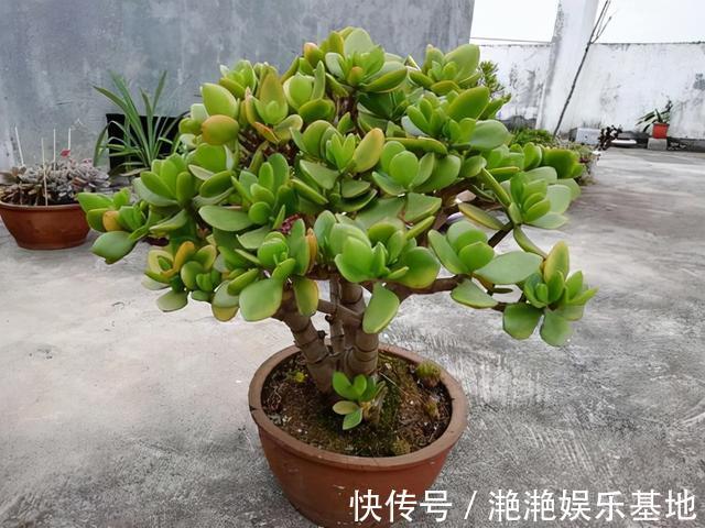 金边吊兰|11种“吉祥花”,“穷养”才养得好,用小盆少浇水,反而旺得很