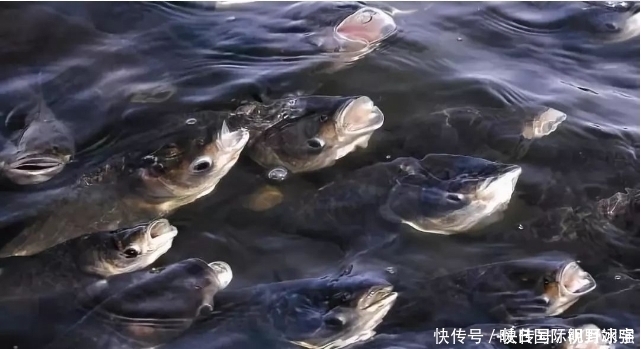 钓鱼|明白气压高低对钓鱼的影响,灵活应变一样能连杆